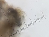 Inocybe malenconii image