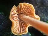 Entoloma salmoneum image