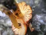 Hygrocybe miniata image