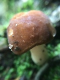 Xanthoconium affine image