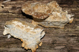 Coriolopsis gallica image