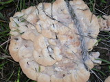 Abortiporus biennis image