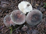 Russula cyanoxantha image