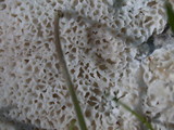 Abortiporus biennis image