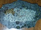 Arthothelium orbilliferum image