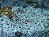 Arthothelium orbilliferum image