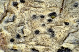 Arthothelium orbilliferum image