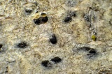 Arthothelium orbilliferum image