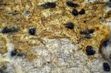 Arthothelium orbilliferum image