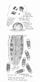 Melanomma pulvis-pyrius image