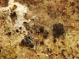 Melanomma pulvis-pyrius image