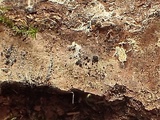 Melanomma pulvis-pyrius image