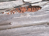 Oligoporus amarus image