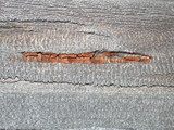 Oligoporus amarus image