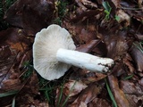 Lactarius piperatus image