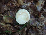 Lactarius piperatus image