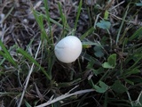 Agrocybe molesta image