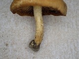 Inocybe malenconii image