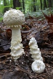 Amanita subcokeri image