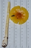 Amanita banningiana image