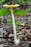 Amanita banningiana image