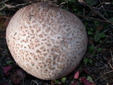Calvatia cyathiformis image