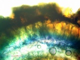 Arthothelium orbilliferum image