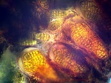 Arthothelium orbilliferum image