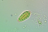 Arthothelium orbilliferum image