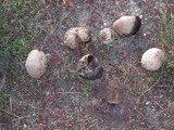 Calvatia cyathiformis image