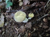 Russula violeipes image