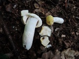 Russula violeipes image