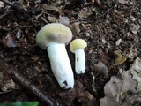 Russula violeipes image