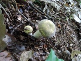 Russula violeipes image