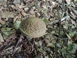 Leccinum pseudoscabrum image