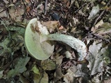 Leccinum pseudoscabrum image