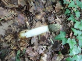 Phallus hadriani image
