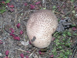 Calvatia cyathiformis image