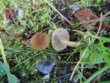 Inocybe dulcamara image