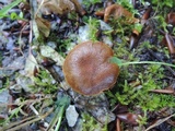 Inocybe dulcamara image