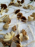 Conocybe apala image