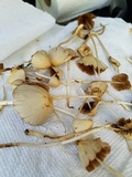 Conocybe apala image