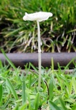 Leucocoprinus fragilissimus image