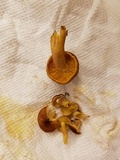 Tricholomopsis rutilans image