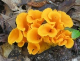 Craterellus odoratus image