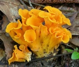 Craterellus odoratus image