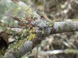 Bacidia laurocerasi image