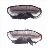 Bacidia laurocerasi image