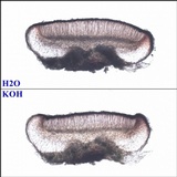 Bacidia laurocerasi image