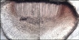 Bacidia laurocerasi image